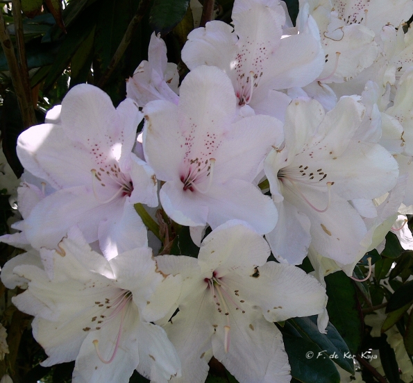 Bois des Moutiers (295) Mai 2012